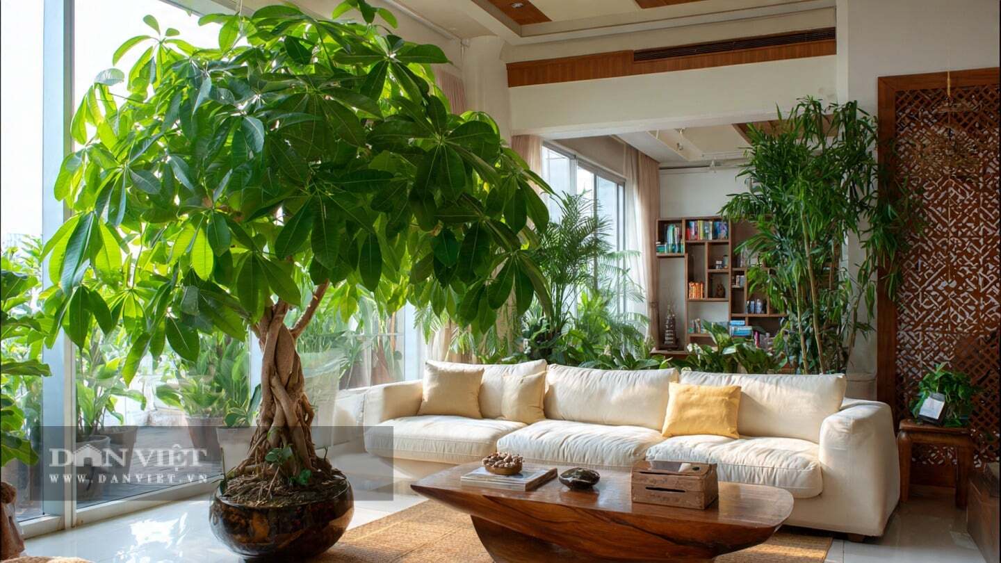 Đặt cây cảnh ở nơi thoáng gió