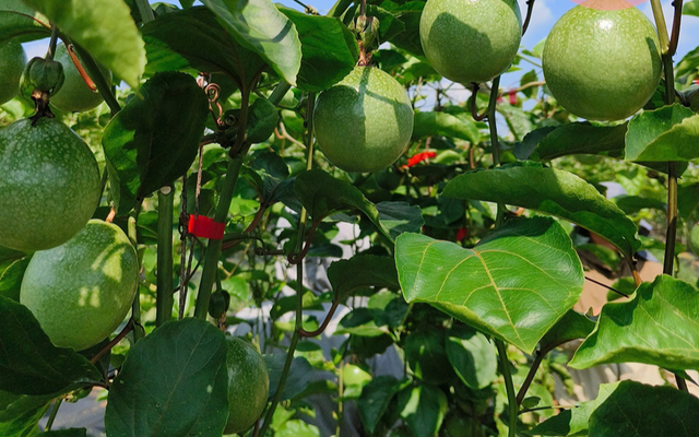 Chanh là một trong những nguồn cung cấp vitamin C tự nhiên dồi dào nhất.