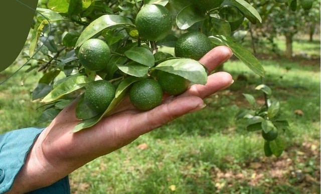 Không nên trồng cây chanh ngay chính giữa cửa nhà, vừa cản trở lối đi, vừa làm ảnh hưởng đến luồng khí lưu thông vào nhà và làm không gian sống trở nên bí bách.