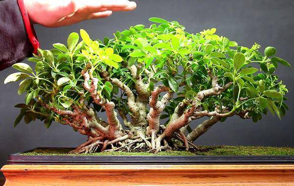 3 cây cảnh được ví như “bảo bối hút lộc”, dễ chăm, càng trồng lâu càng đẹp, nhà càng thêm sinh khí - 2