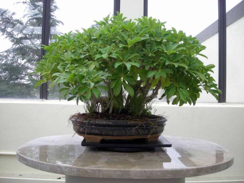 3 cây cảnh được ví như “bảo bối hút lộc”, dễ chăm, càng trồng lâu càng đẹp, nhà càng thêm sinh khí - 3