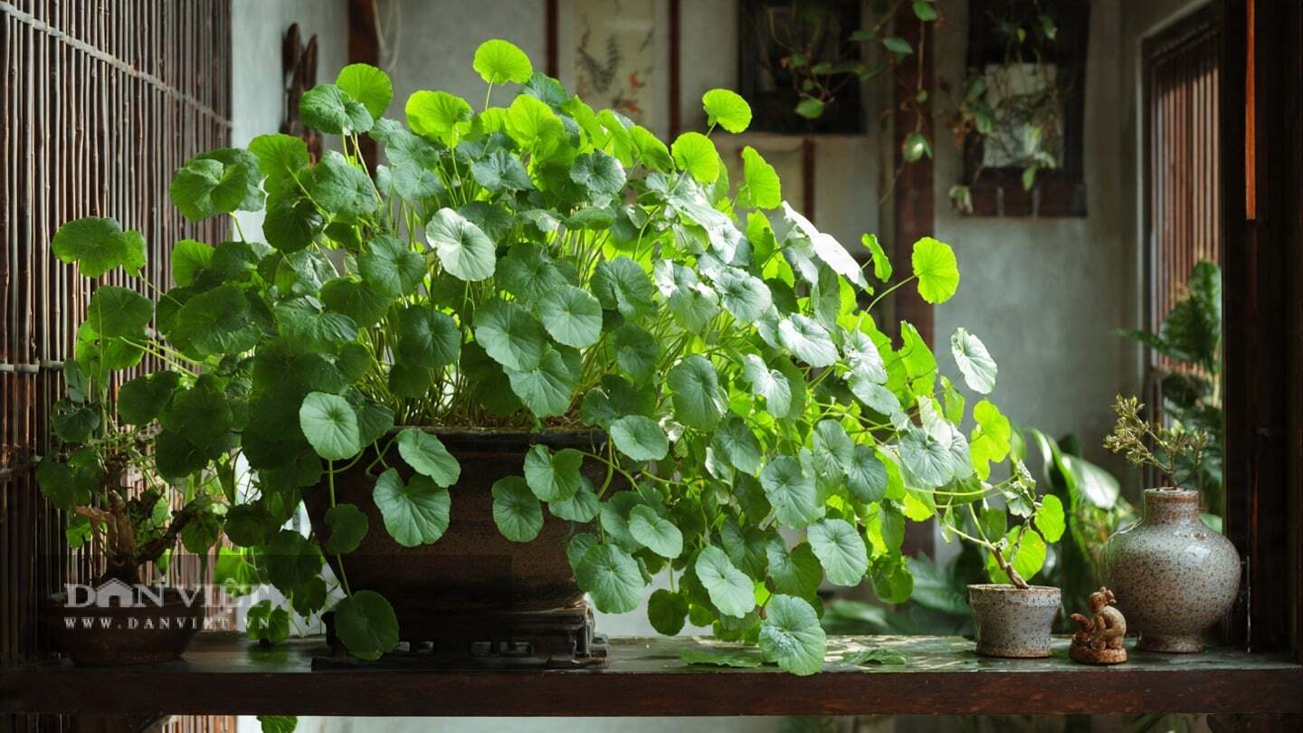 Vẻ đẹp của cây cảnh cỏ đồng tiền không nằm ở sự rực rỡ.
