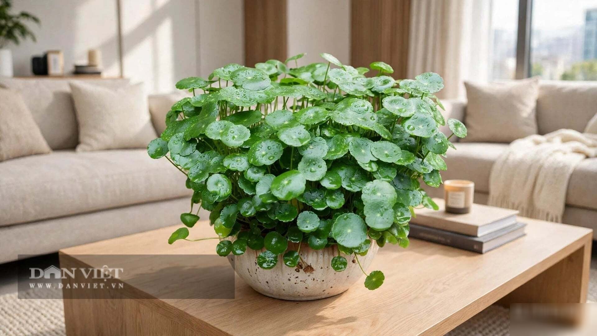 Cây cảnh cỏ đồng tiền ưa nước.