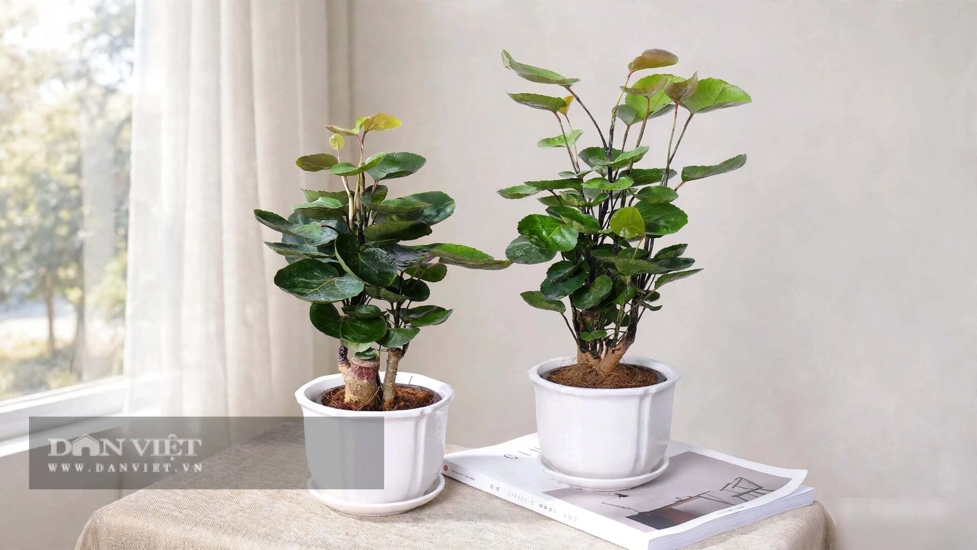 Hoa nở là vì xuân, cây xanh là vì đất.