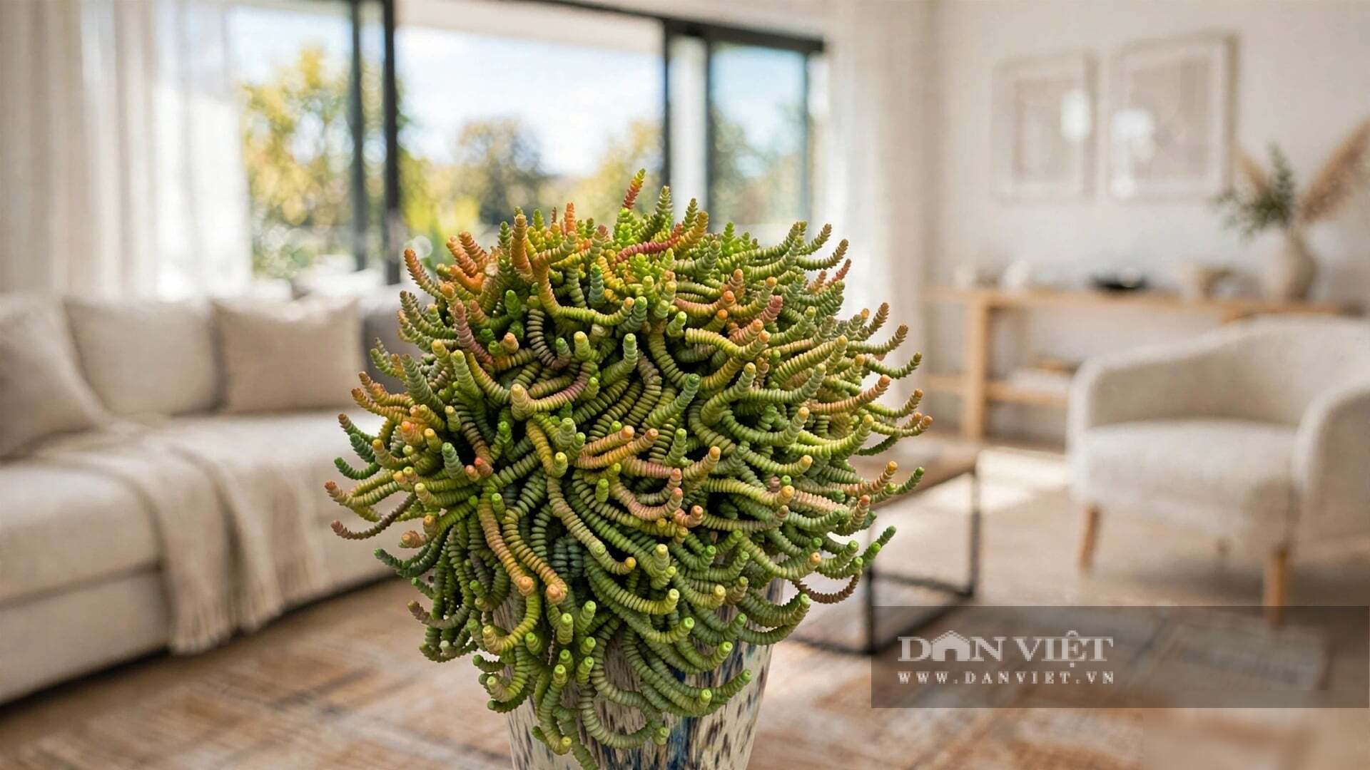 Cây cảnh có sự ngộ nghĩnh, đáng yêu
