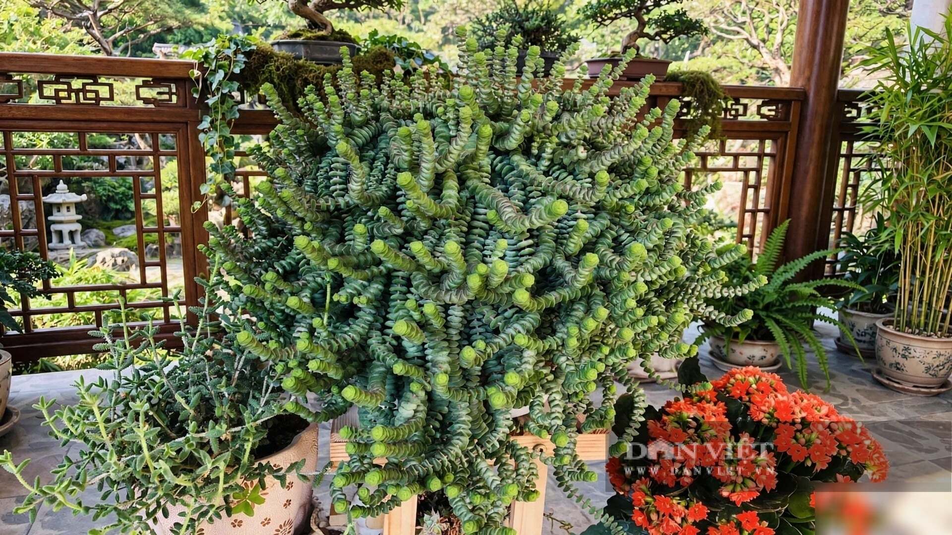 Chăm chuỗi đồng tiền là chăm một đứa trẻ