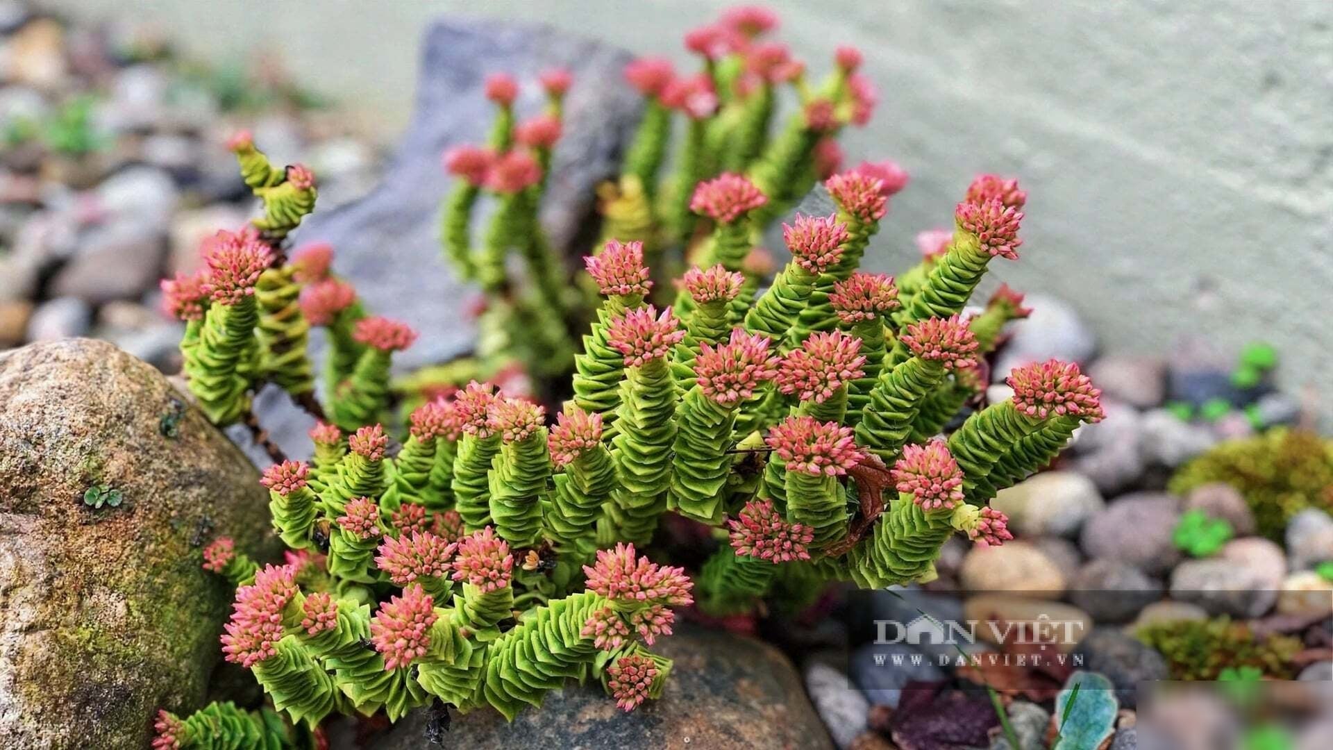 Chỉ tưới khi đất khô cong.