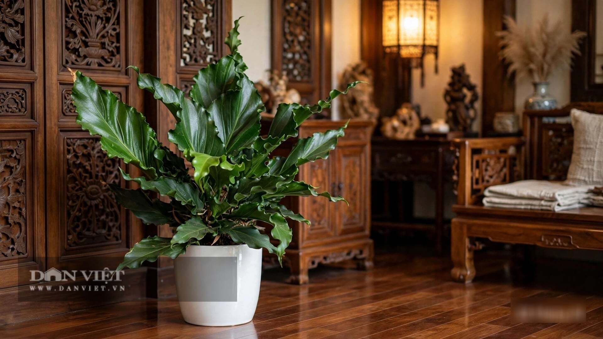 Cây cảnh này ưa ẩm