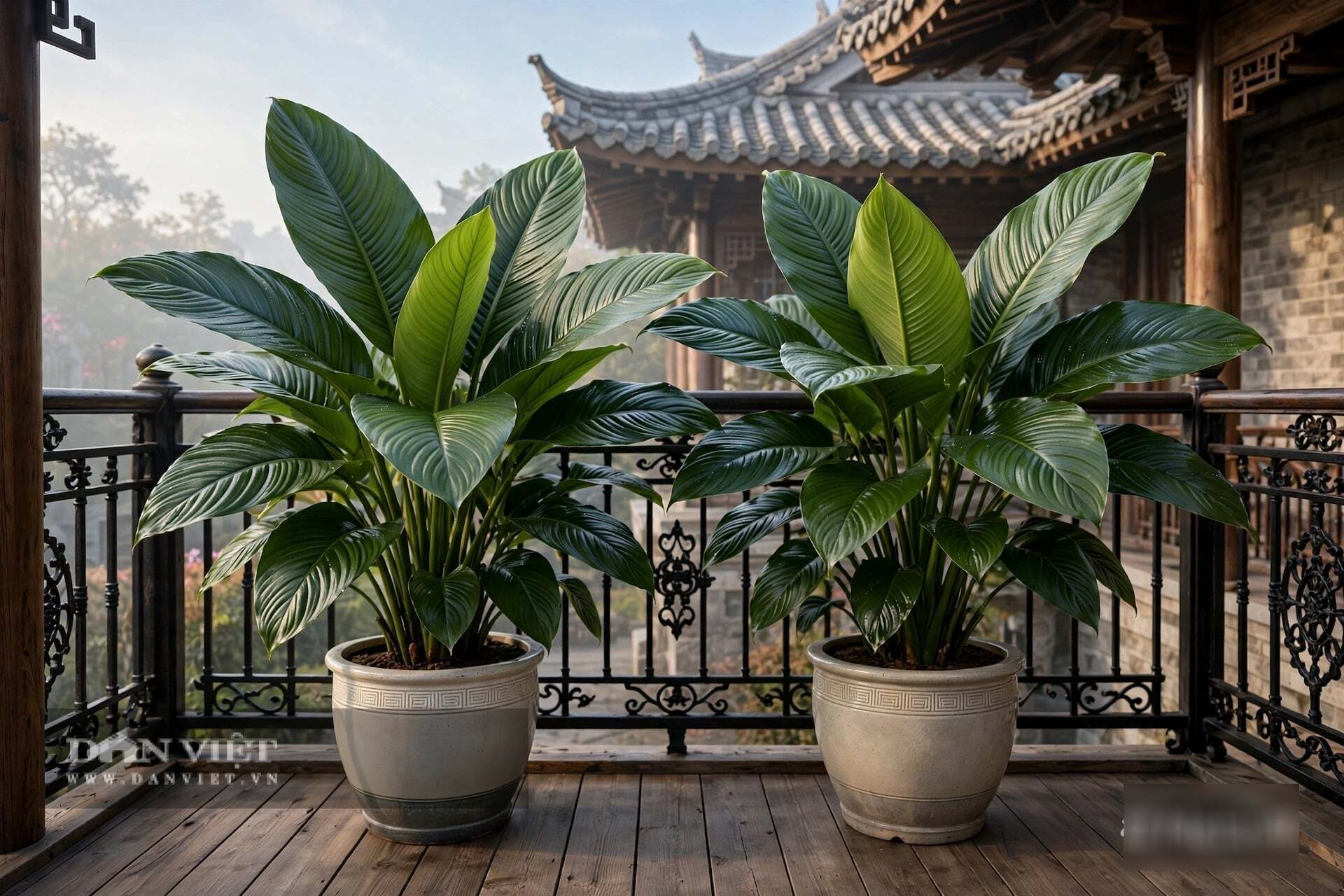 Cây cảnh có ý nghĩa mang lại sự giàu có và kho báu