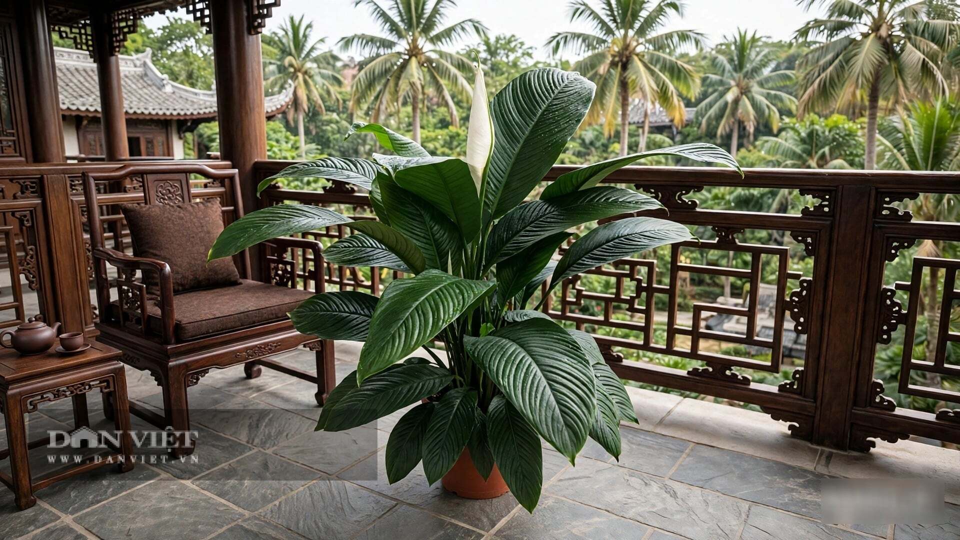 Cây cảnh ưa sáng