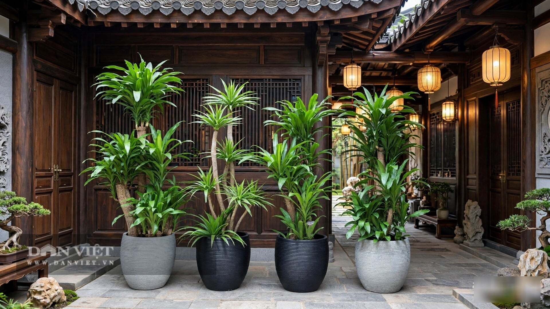 Phát tài là loài cây “có giá trị kinh tế cao”
