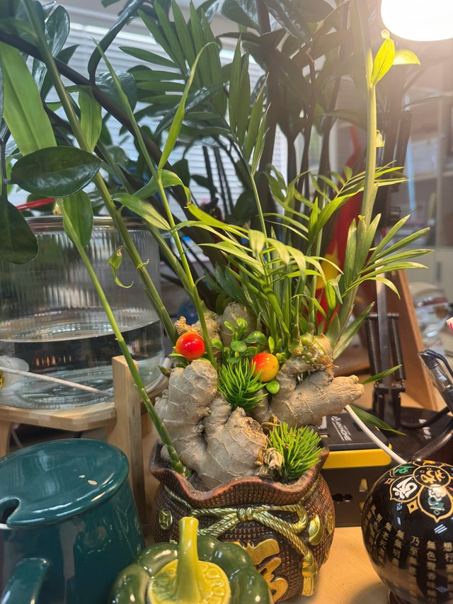 Nếu bạn cũng muốn trồng gừng bonsai tại nơi làm việc, hãy chuẩn bị một nhánh gừng lớn, chậu trồng và nước. Sau vài ngày, bạn sẽ thấy gừng nảy mầm và dần phát triển thành cây lớn. Ảnh: Đinh Huế