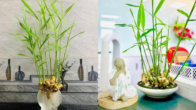 Trồng gừng trong nước chính là giải pháp phủ xanh không gian sống mang tính đột phá cho các diện tích hẹp.