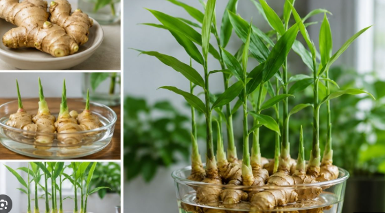 Vì trồng gừng tại nhà nên hạn chế dùng thuốc bảo vệ thực vật, thường xuyên nhổ sạch cỏ dại, bón thêm đất phân trên mặt chậu kịp thời, tưới nước đầy đủ là cây gừng sẽ luôn xanh tốt.