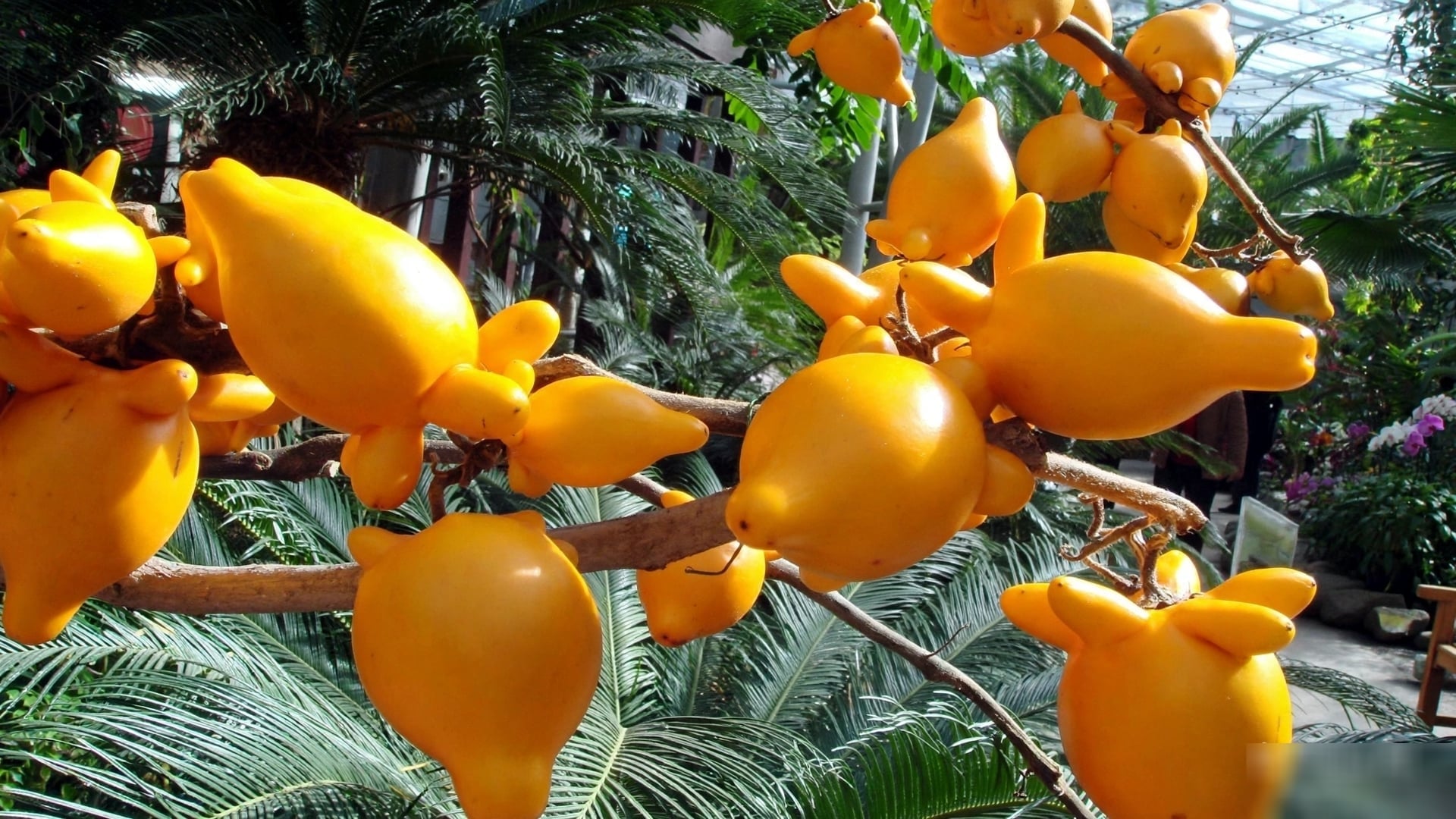 3 cây cảnh tài lộc cho quả rực rỡ, thắp sáng mùa đông, trồng trong nhà tiền tài dồi dào, hàng năm có dư - 12