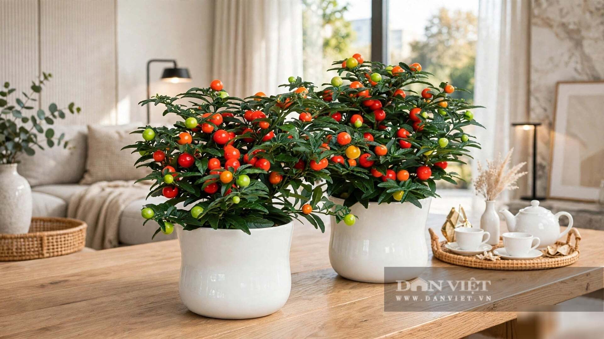 Nó được coi là cây cảnh của gia đình