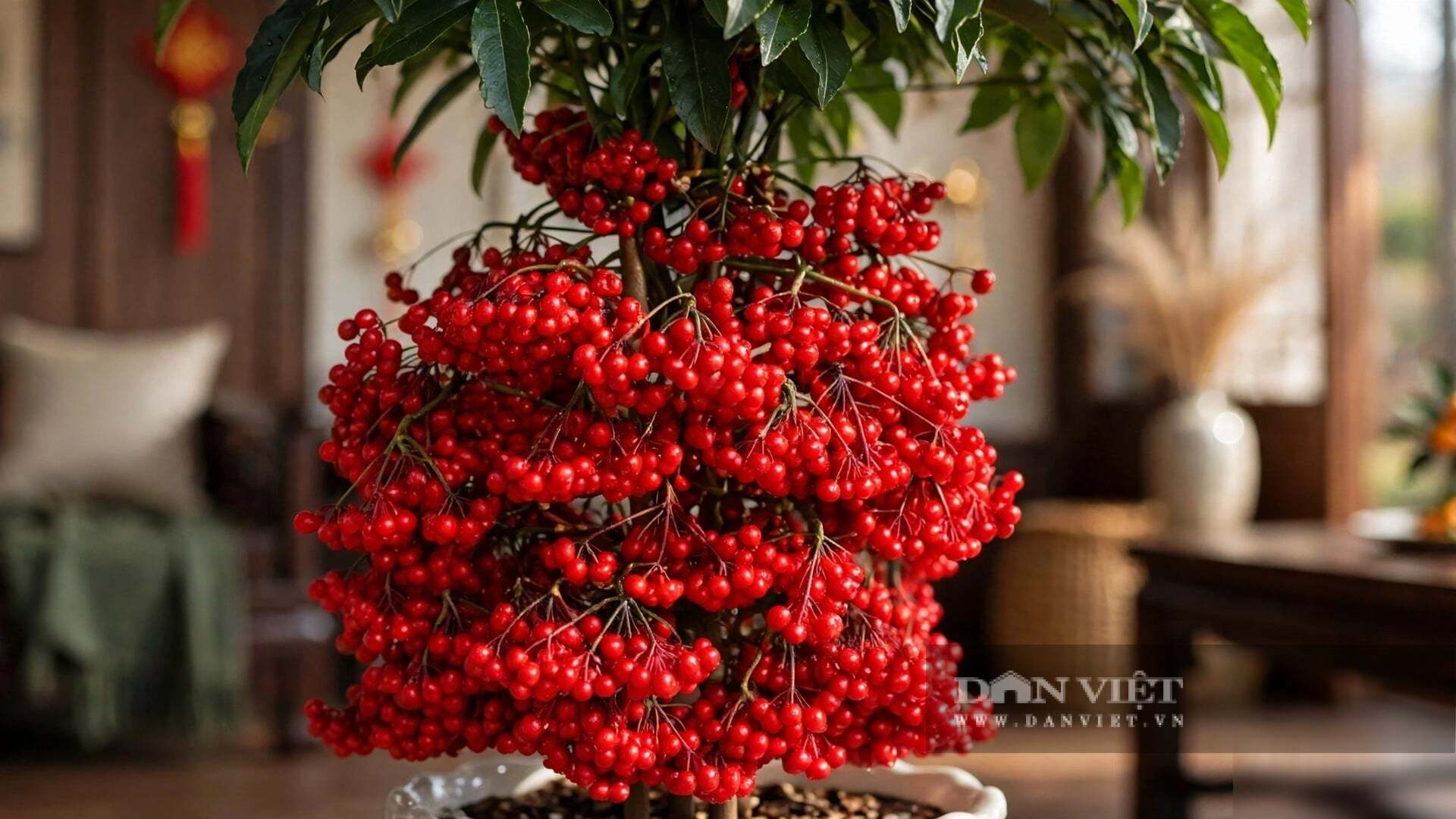 Trồng cây cảnh này trong nhà vào dịp cuối năm