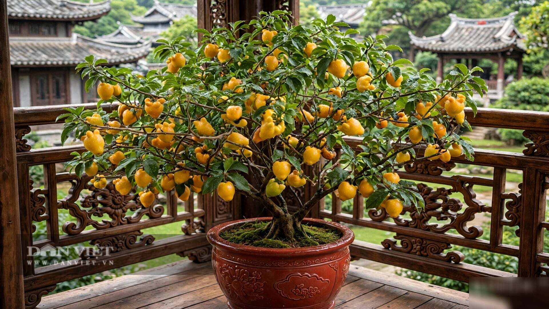3 cây cảnh tài lộc cho quả rực rỡ, thắp sáng mùa đông, trồng trong nhà tiền tài dồi dào, hàng năm có dư - 10
