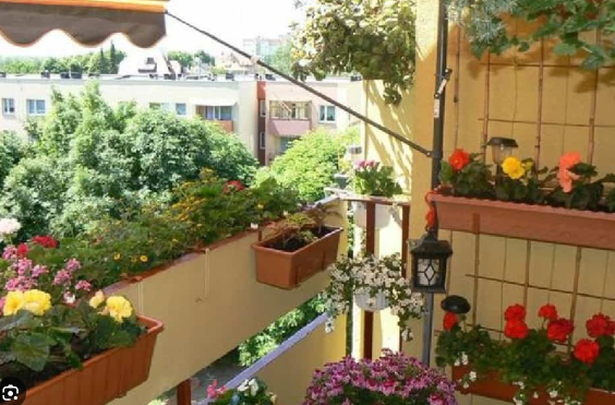 Việc lựa chọn cây cảnh phù hợp với đặc điểm không gian và quan niệm phong thủy có thể mang lại sự cân bằng và hài hòa cho ngôi nhà.