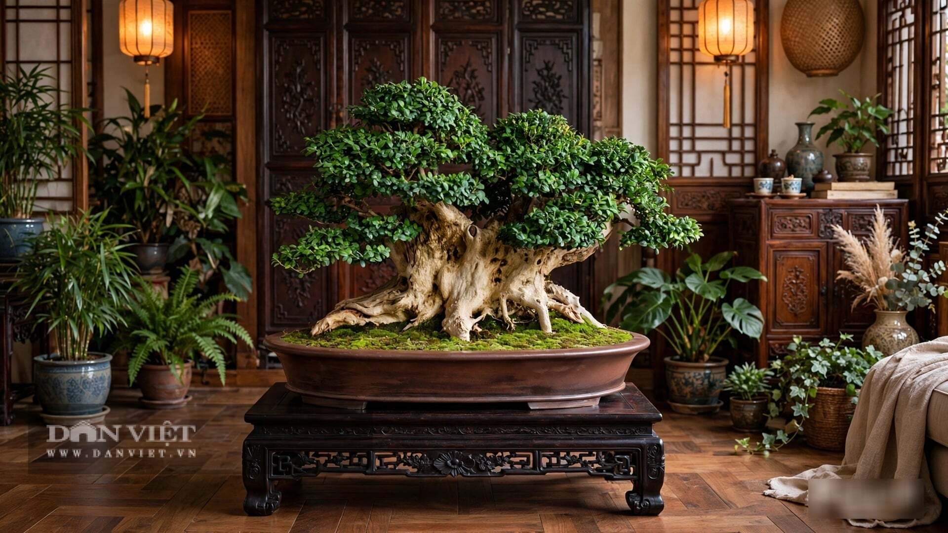 Cây cảnh hoàng dương chịu cắt tỉa