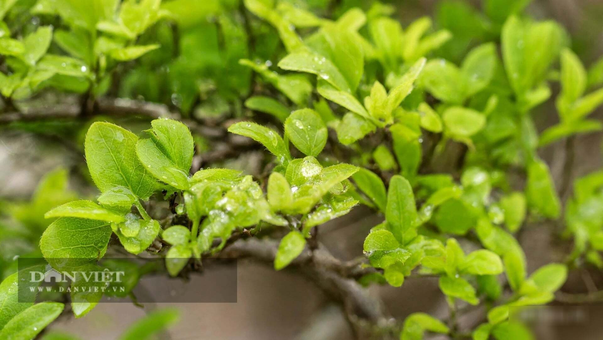 Lá nhỏ xanh tươi