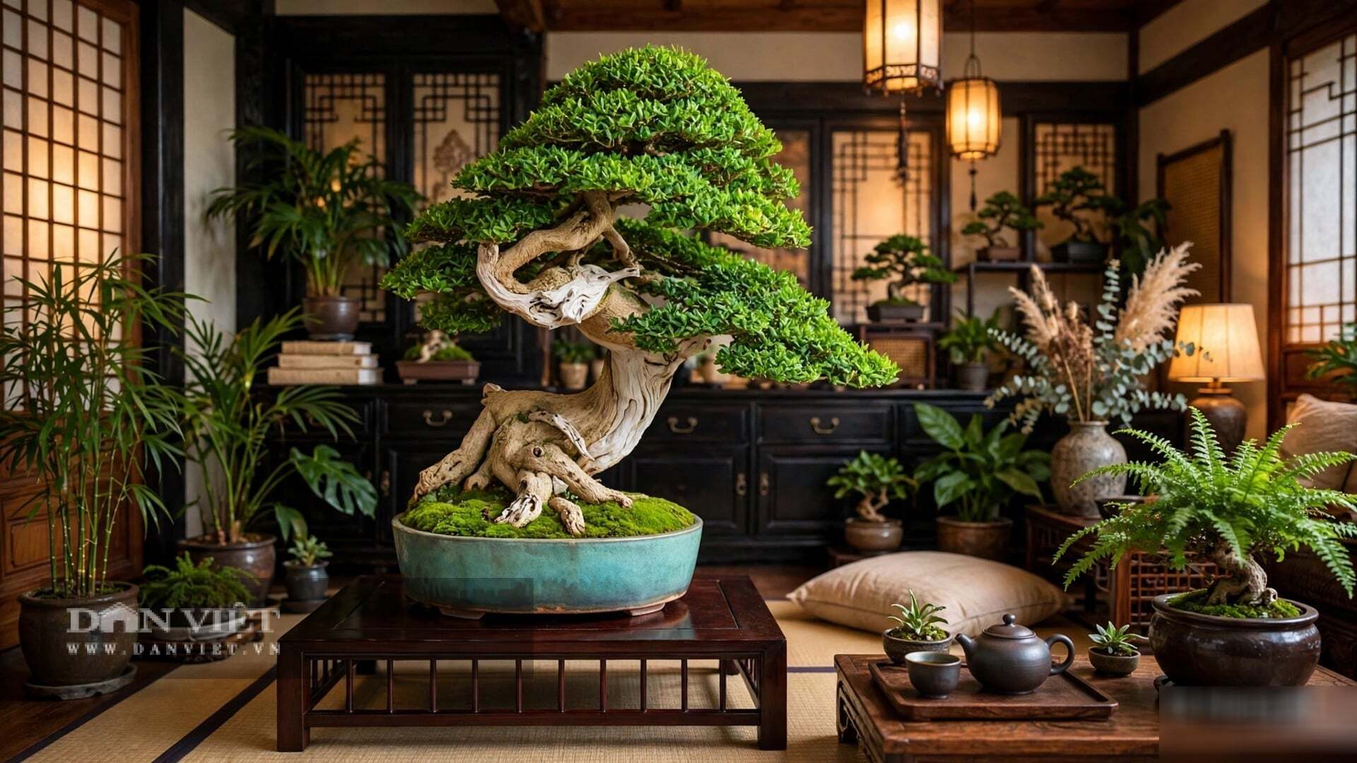 Cây cảnh như quý ông thanh lịch, lá xanh như ngọc, tuổi thọ 100 năm, trấn giữ phúc lành gia trạch, tụ khí trầm tài - 6