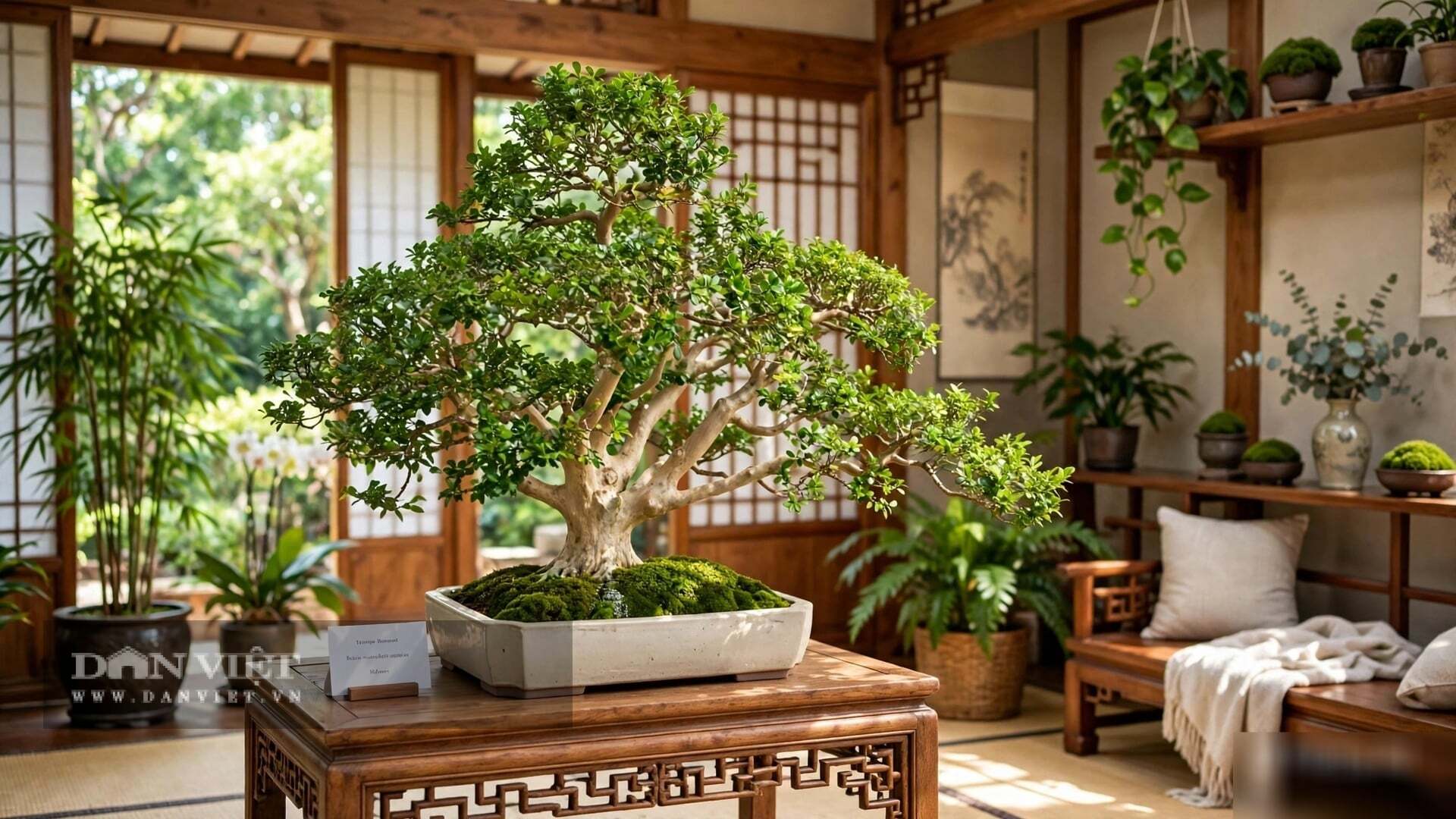 Lá của nó có một mùi thơm thanh nhẹ