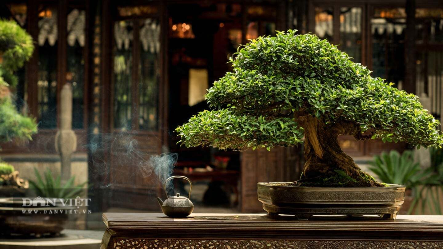 Thớ gỗ của cây cảnh hoàng dương mịn như ngà voi