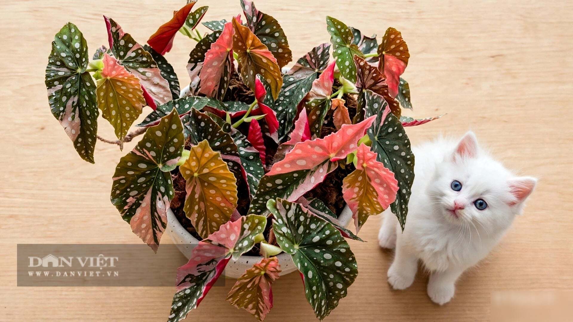 Nó trở thành một vũ trụ thu nhỏ.