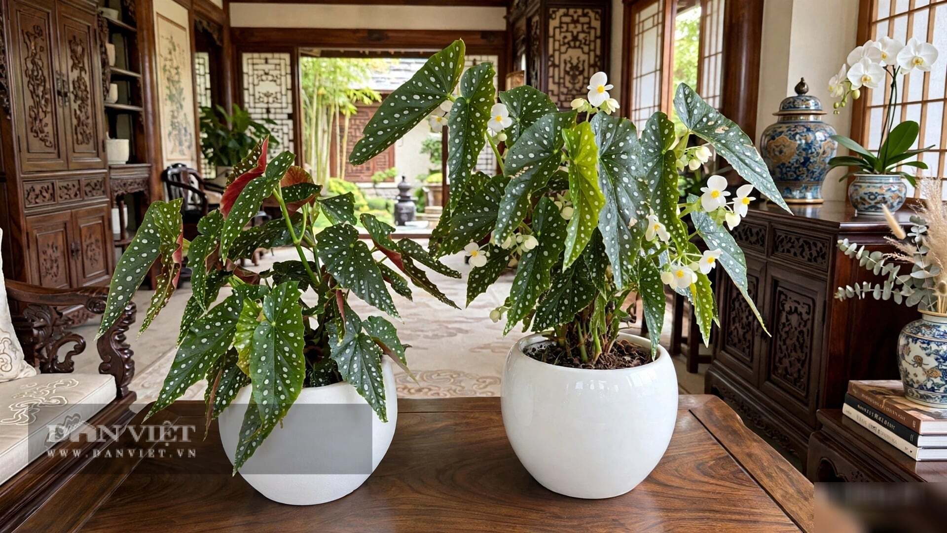 Những chấm bi tròn được ví như những đồng xu