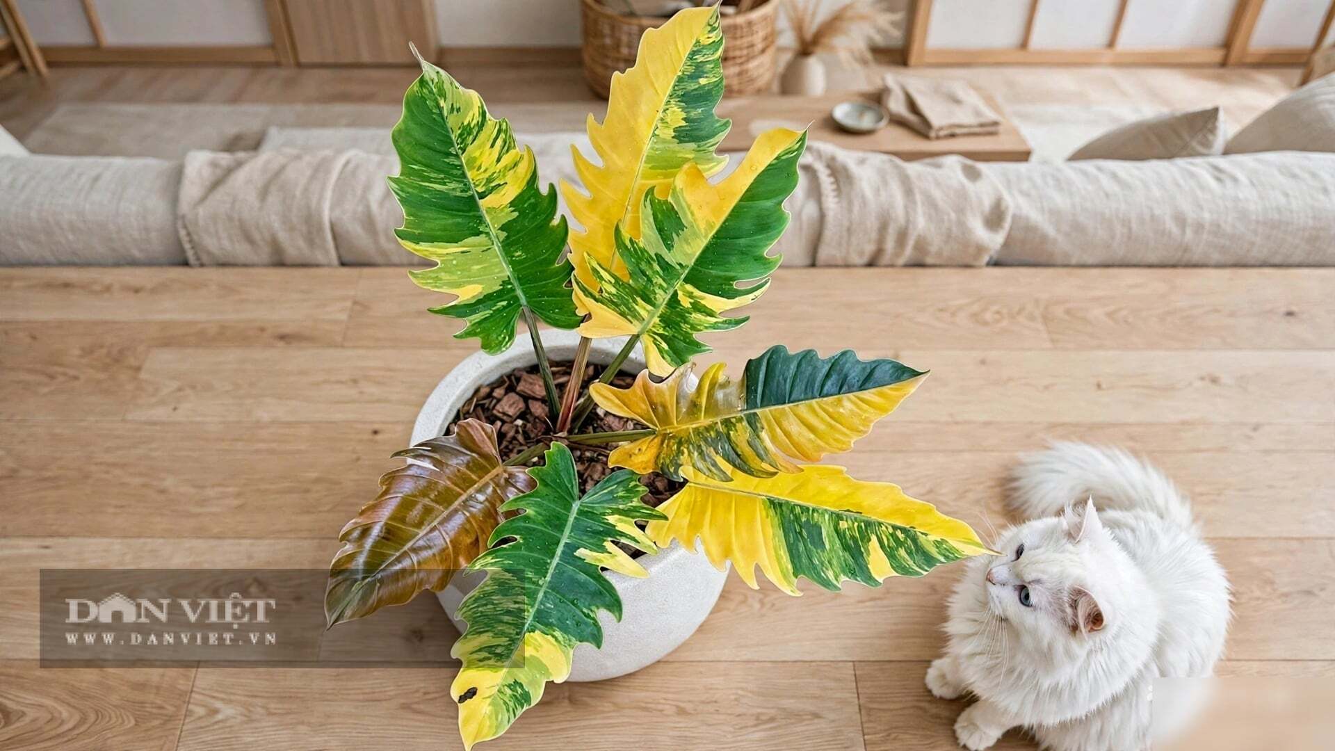 Cây cảnh rất hợp với những người làm công việc sáng tạo