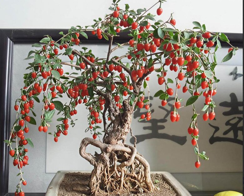 5 cây cảnh amp;#34;đa năngamp;#34; vừa đẹp nhà vừa ăn được lại hút tài lộc, loại thứ 3 quả giá 500.000 đồng/kg nhưng trồng cực dễ - 3