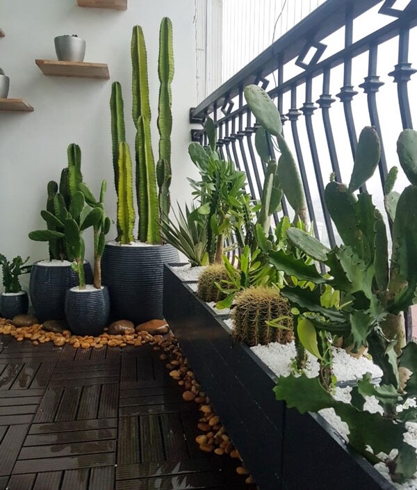 Xương rồng có nhiều hình dáng, dễ trồng, chỉ cần tưới 1–2 tuần/lần, đất cát hoặc đất pha cát thoát nước tốt, và chịu được nắng trực tiếp.