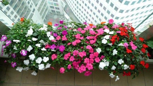 Dừa cạn tương đối ưa sáng, chịu nóng khá tốt và có thể cho hoa trong điều kiện nhiều nắng. Cây không chiếm quá nhiều diện tích nên thích hợp với ban công chung cư.