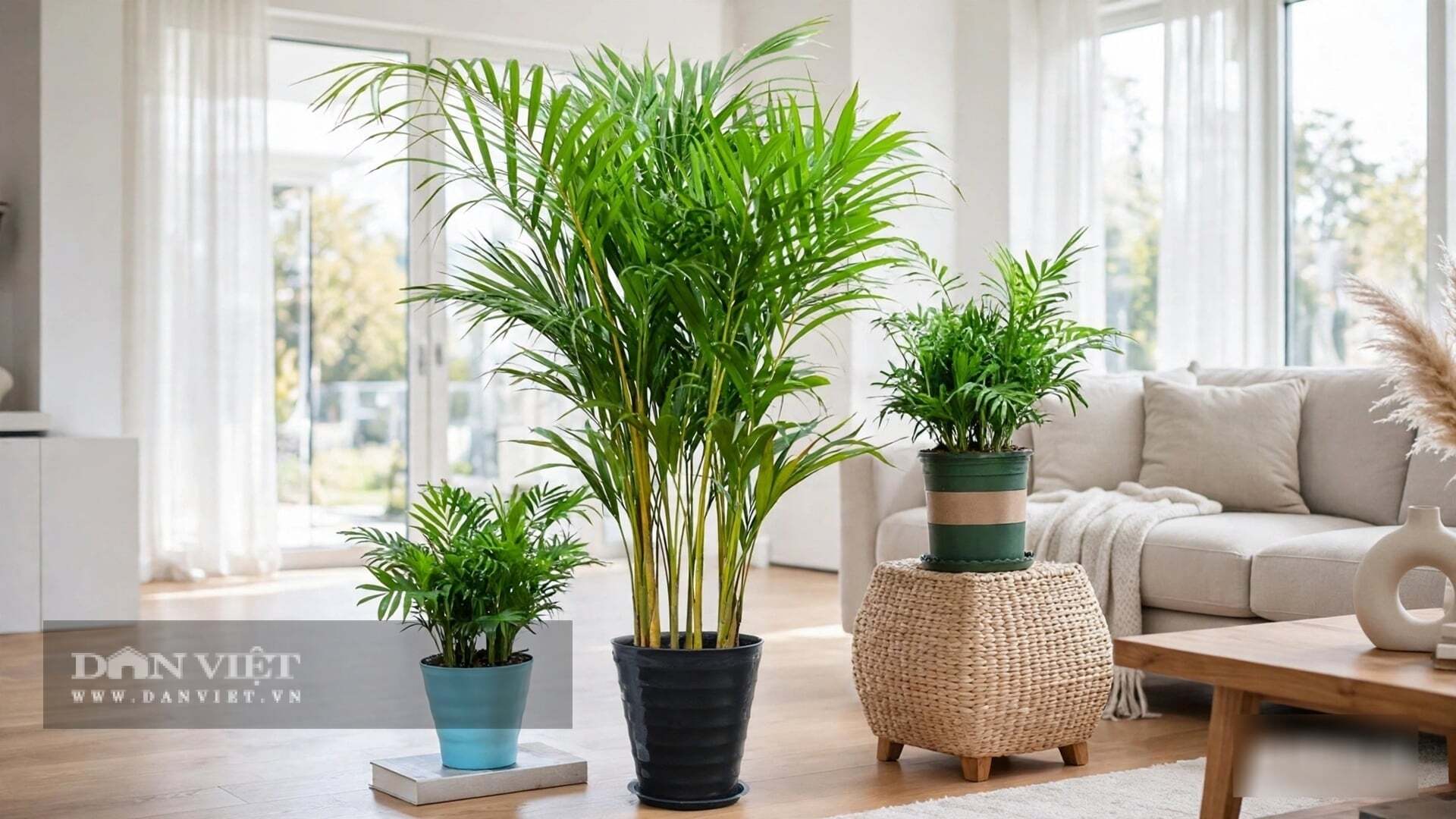 Lau lá mỗi tuần một lần cho cây cảnh