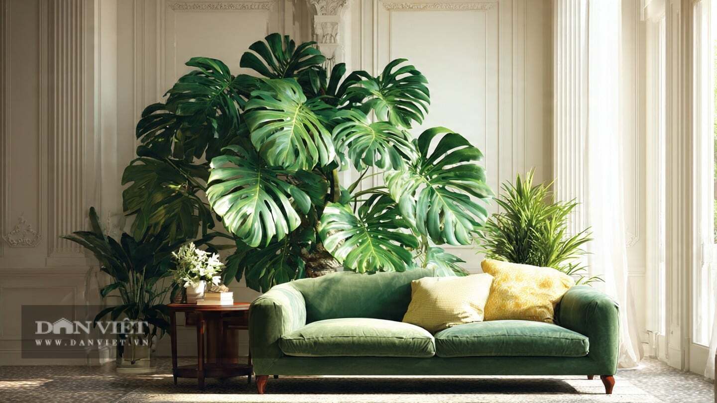 Monstera là cây cảnh của sự kiên nhẫn.