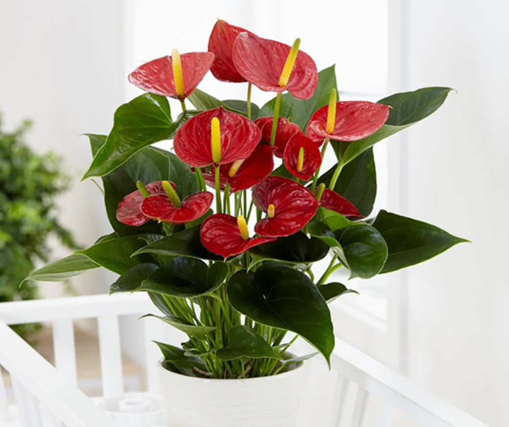Cây hồng môn với hoa đỏ tạo điểm nhấn sang trọng, sinh động cho góc làm việc của dân văn phòng.