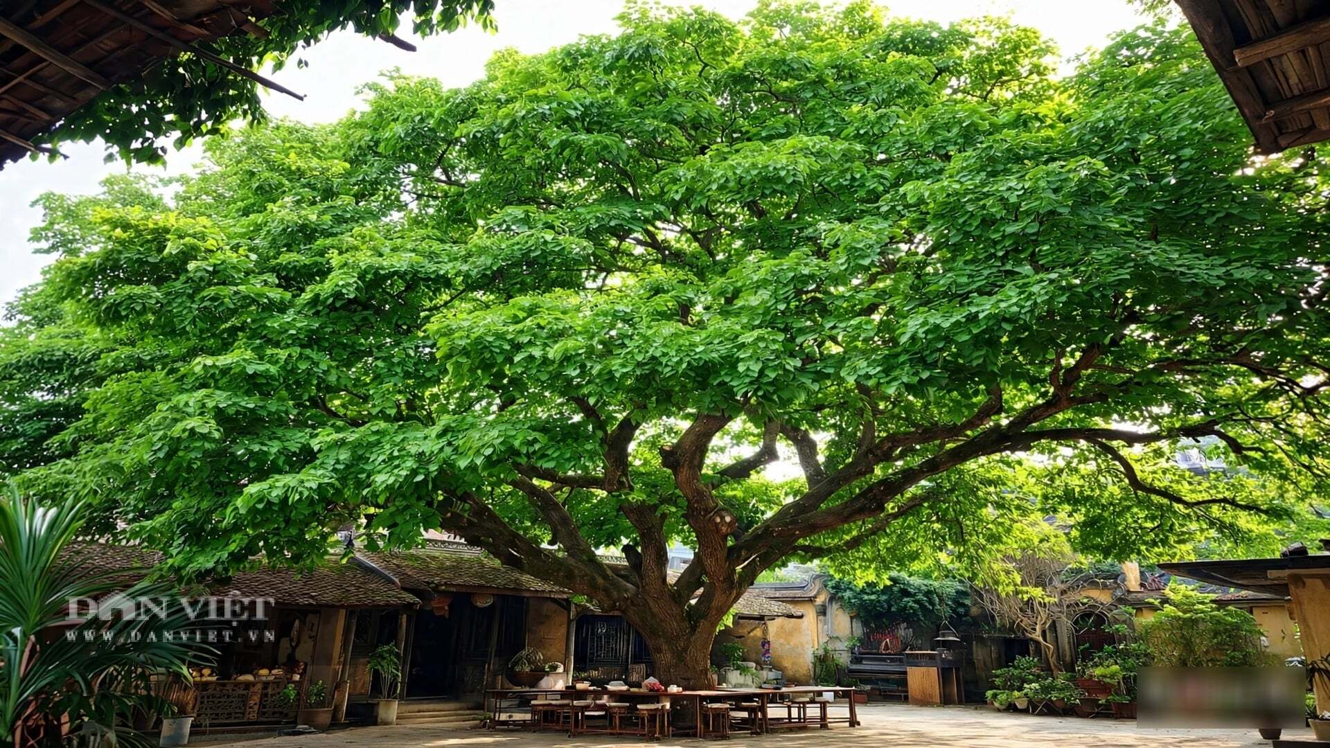 Vẻ đẹp của cây cảnh này là một vẻ đẹp đi ngược
