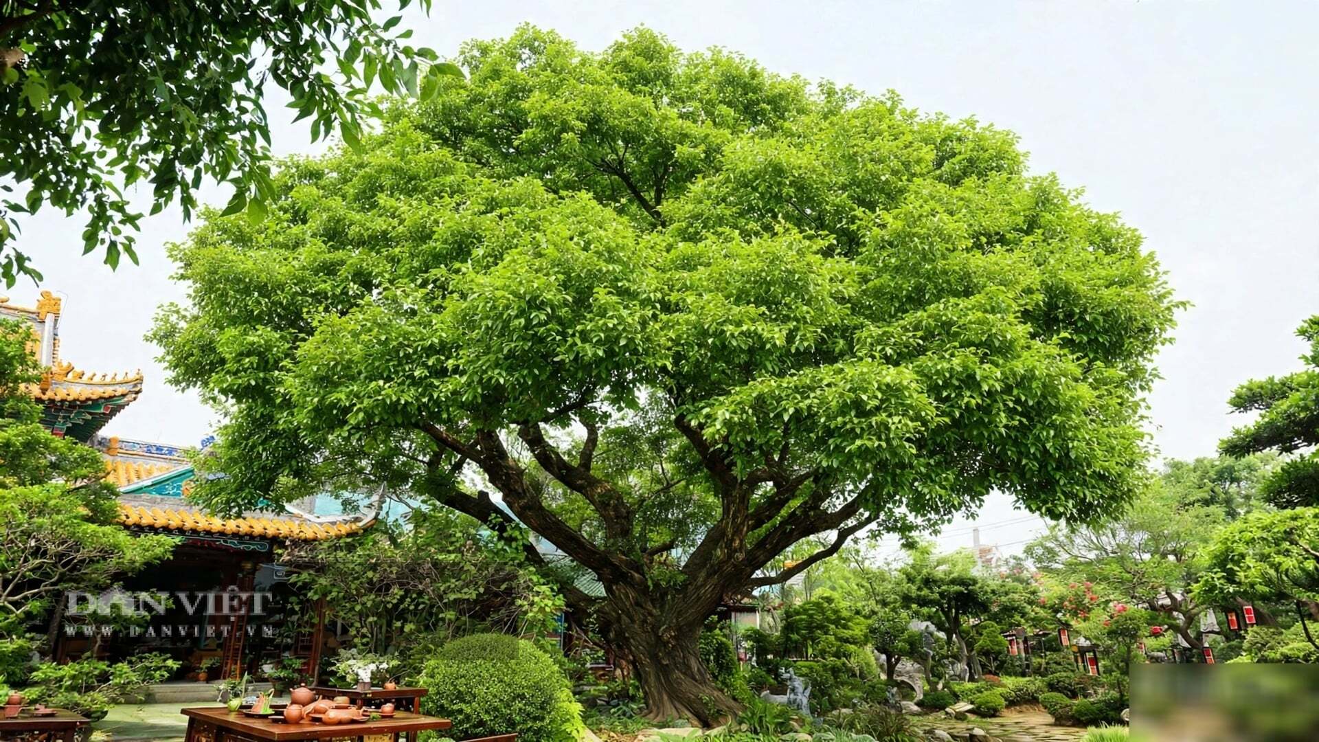 Cây cảnh đầy du tiền