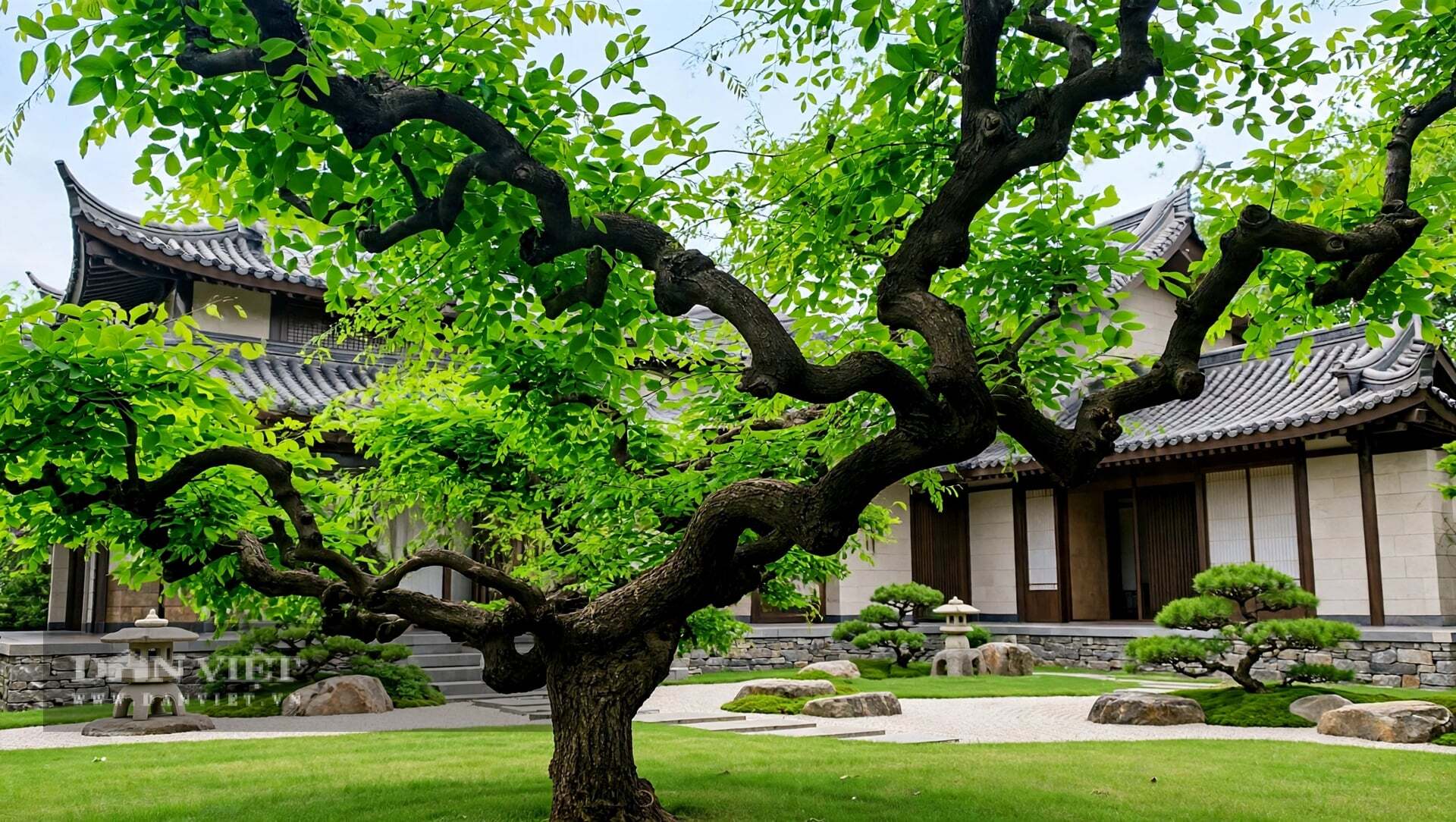 3 cây cảnh sinh tài nhà giàu thích nhất, trồng trong sân, gia đình sung túc, năm nào cũng có dư - 8