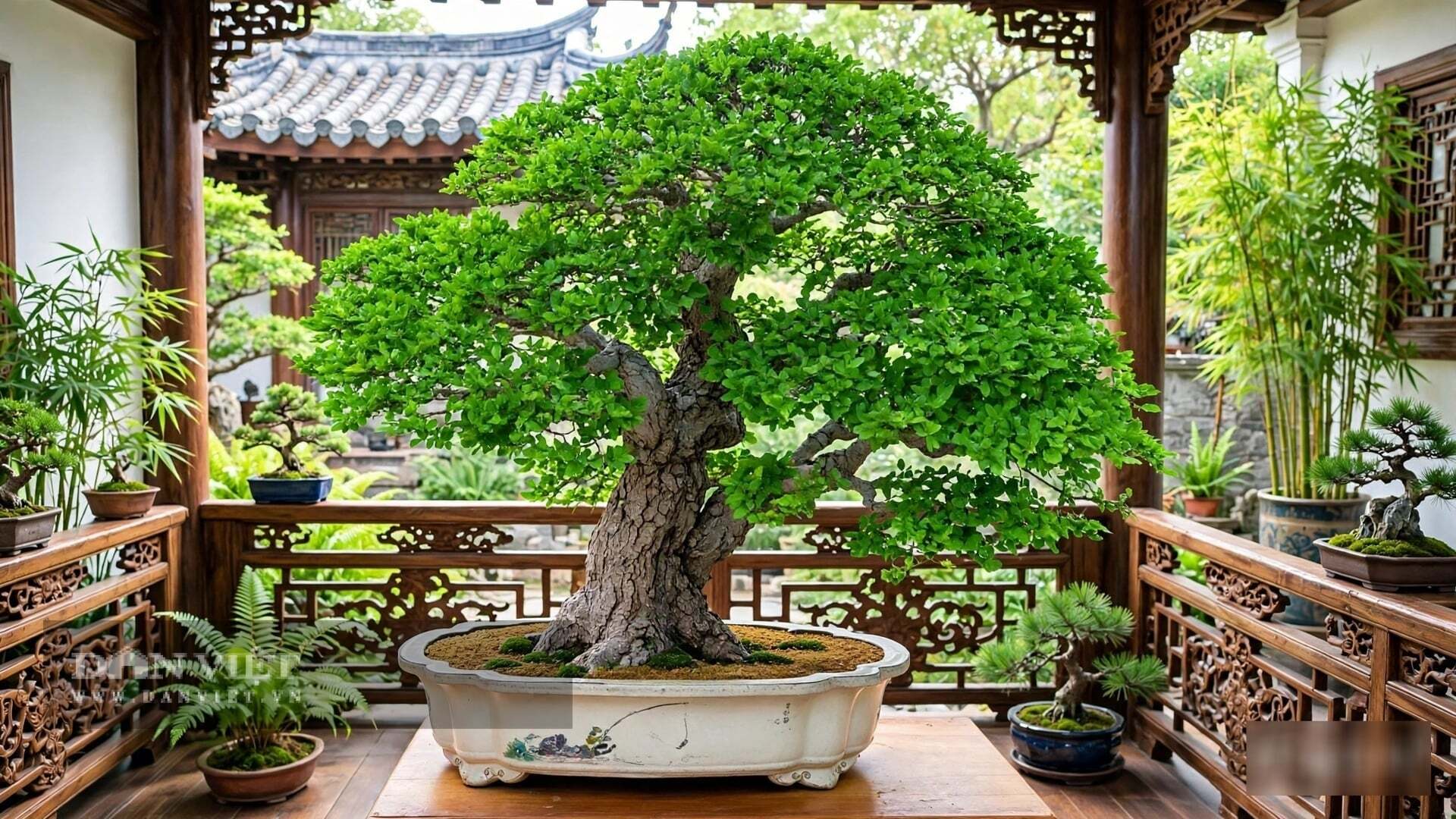 Cây cảnh cơm nguội mang năng lượng của hành Thổ và Mộc