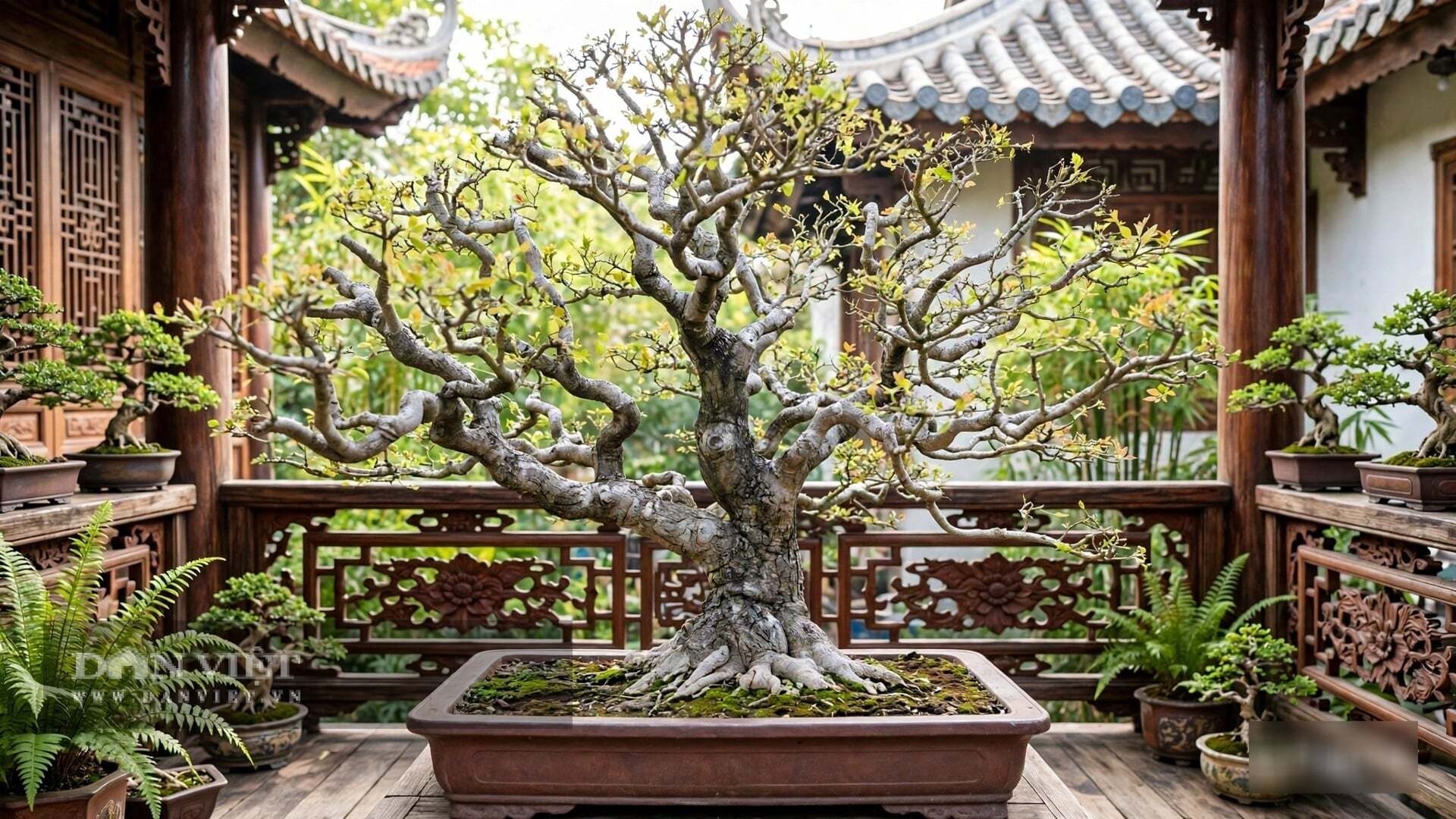 Cây cảnh càng già, phúc khí càng dày