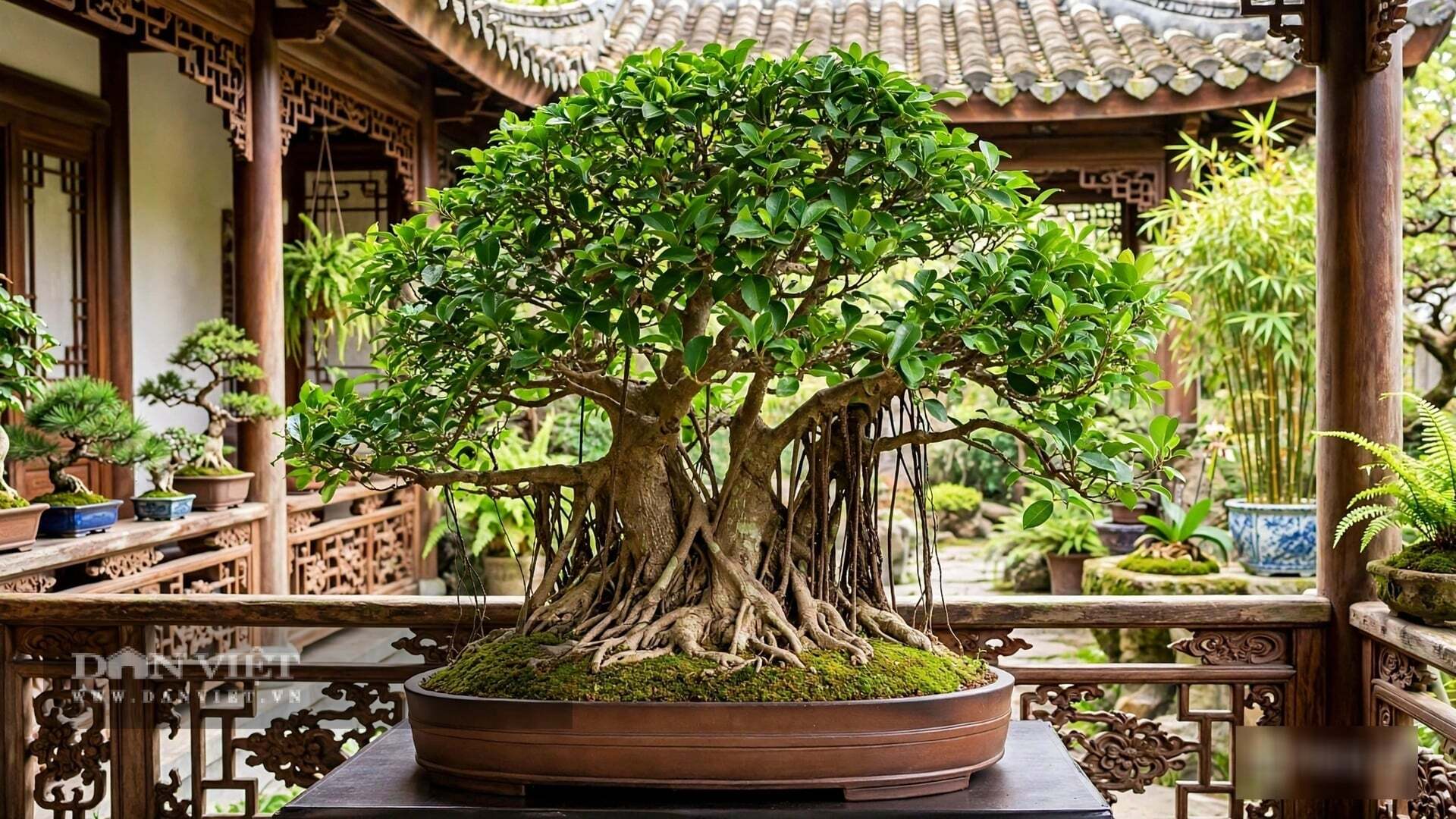 Lá sanh nhỏ, dày, xanh đậm.