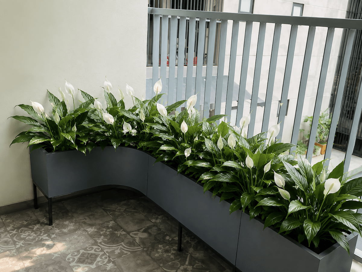 Cây lan ý giúp không gian ban công thêm sinh động, nhẹ nhàng. (Ảnh minh hoạ)