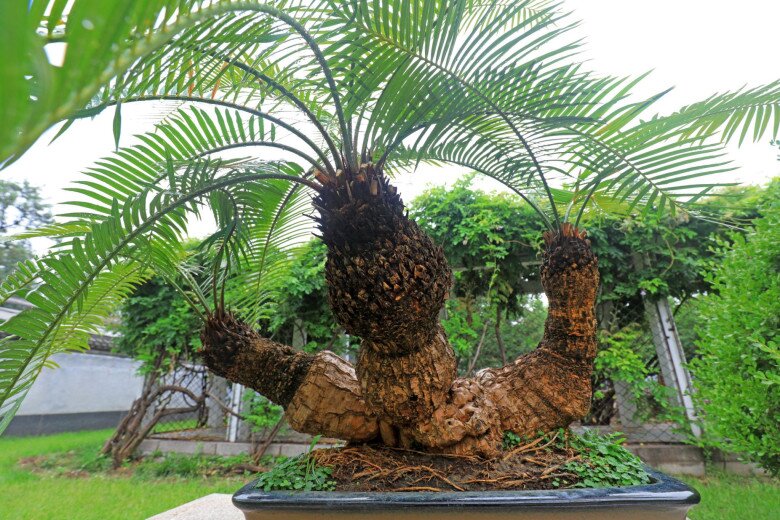 5 cây dại lên đời thành bonsai tiền triệu, càng trồng lâu càng quý, vừa xua đuổi tà khí vừa hút tài lộc, may mắn - 1