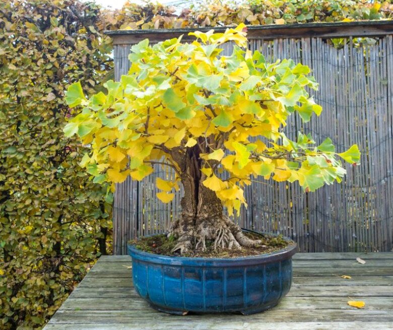 5 cây dại lên đời thành bonsai tiền triệu, càng trồng lâu càng quý, vừa xua đuổi tà khí vừa hút tài lộc, may mắn - 4