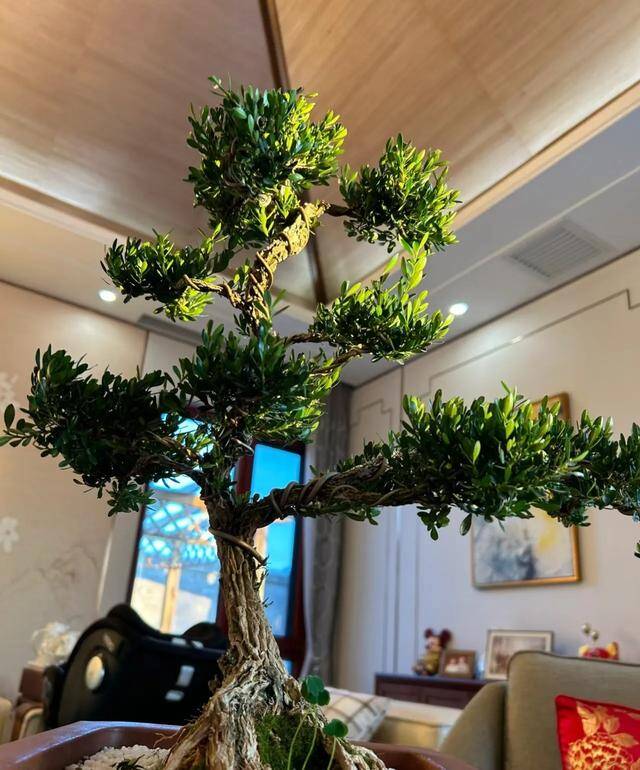 5 cây dại lên đời thành bonsai tiền triệu, càng trồng lâu càng quý, vừa xua đuổi tà khí vừa hút tài lộc, may mắn - 5