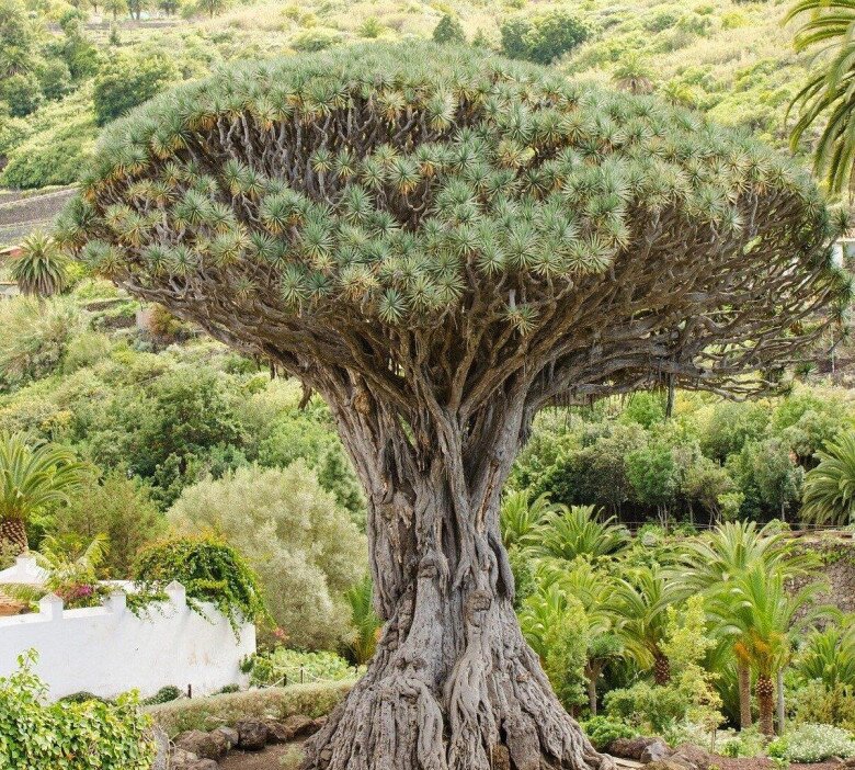 5 cây dại lên đời thành bonsai tiền triệu, càng trồng lâu càng quý, vừa xua đuổi tà khí vừa hút tài lộc, may mắn - 6