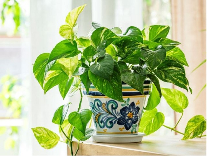 Cây trầu bà rất được yêu thích trong phong thủy.