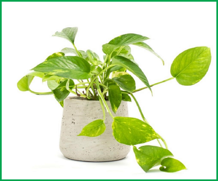 Nếu đặt cây trầu bà không đúng vị trí, xét về góc độ khoa học, nó có thể làm ảnh hưởng tới sức khỏe của các thành viên trong gia đình.